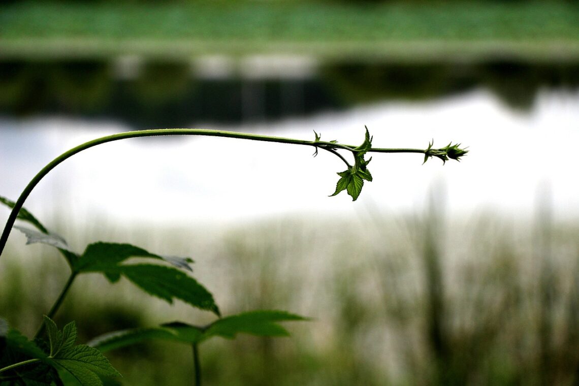 green plants near water