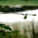 green plants near water