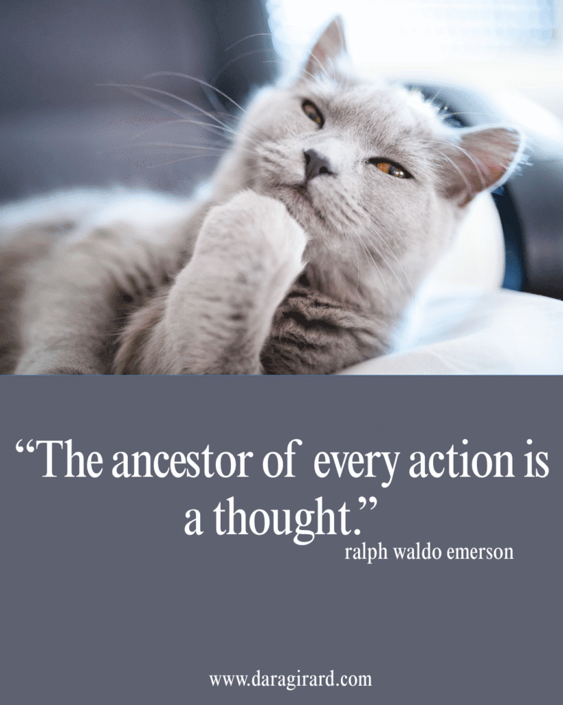 image of a thinking grey cat